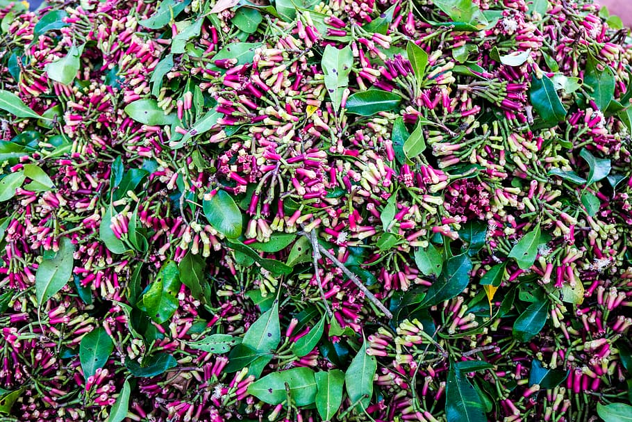 Fresh cloves in a pile, green leaves, plant, leaf, bud, nature HD wallpaper