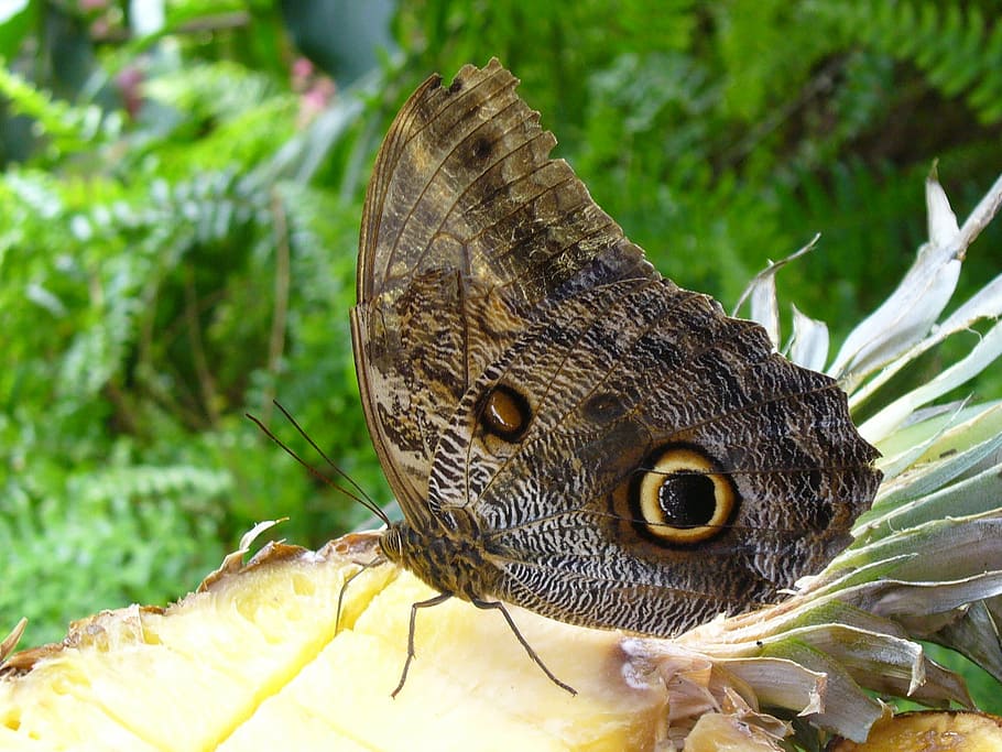 butterfly, eye, brown, nature, animal, wildlife, one animal HD wallpaper