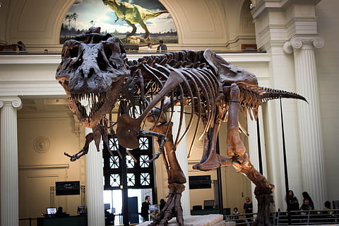tyrannosaurus rex skeleton, Dinosaur, Tree, Museum, carnivore HD wallpaper