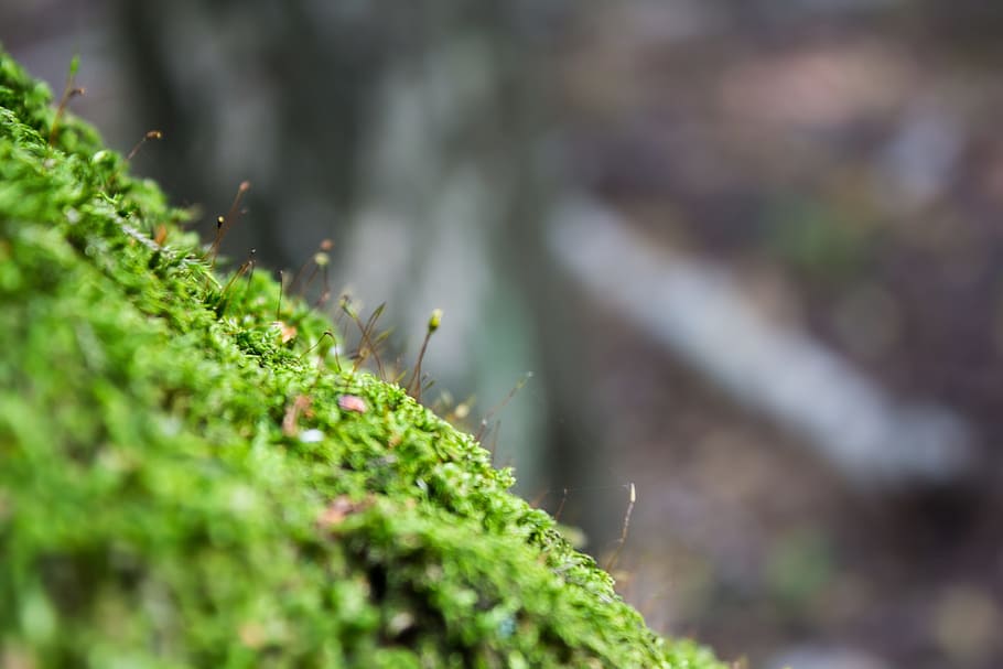 moss, forest, macro, nature, plant, green color, growth, selective focus HD wallpaper