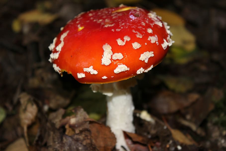 fly agaric, gitig, toadstool, spotted, mushroom, food, fungus HD wallpaper