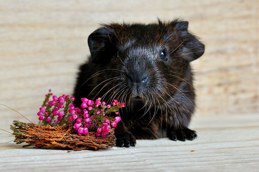 black and brown hamster and flowers on brown wooden surface, guinea pig