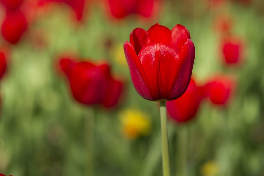 selective focus photography of red tulip flower, Tulips, Vivid Color