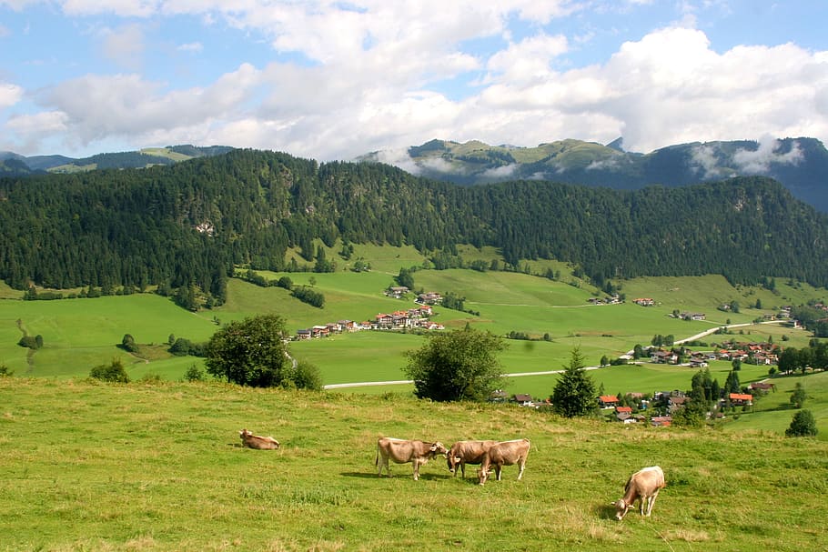 landscape, nature, meadow, mountain, grass, livestock, mammal HD wallpaper
