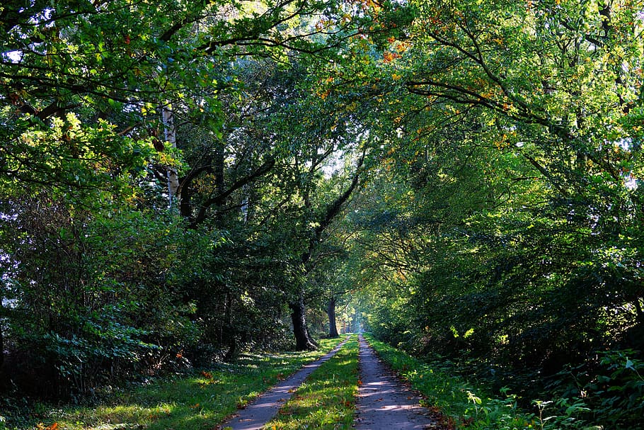 road in between trees, forest, forest path, autumn, canopy HD wallpaper