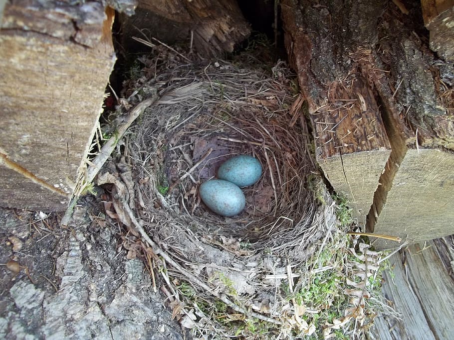 nest, egg, forest education, nature, nature education, discover, HD wallpaper
