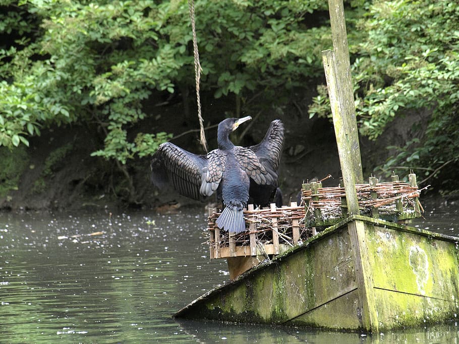 Bird, Water, Boot, Duck, river, nature, animal, lake, animals in the wild HD wallpaper