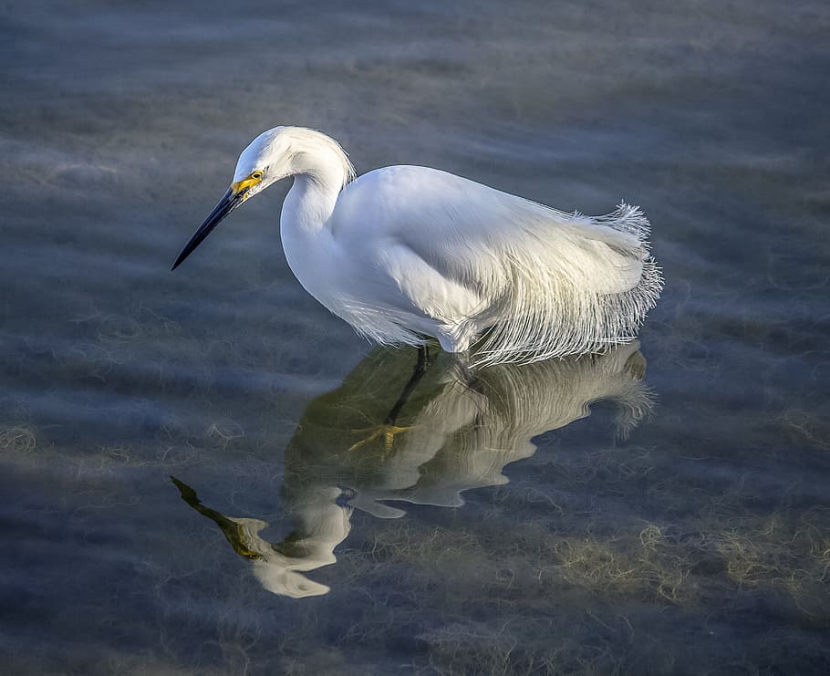 heron, bird, feather, nature, wing, flying, white, silhouette HD wallpaper