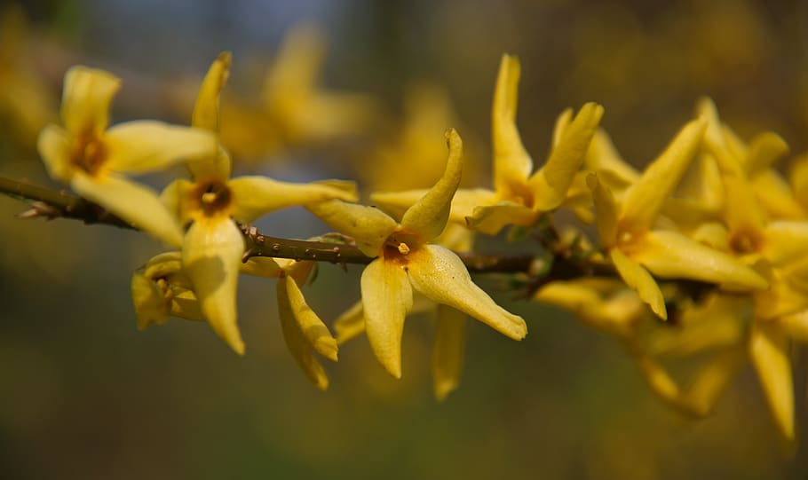 spring, plant, flowers, yellow, close-up, growth, beauty in nature HD wallpaper