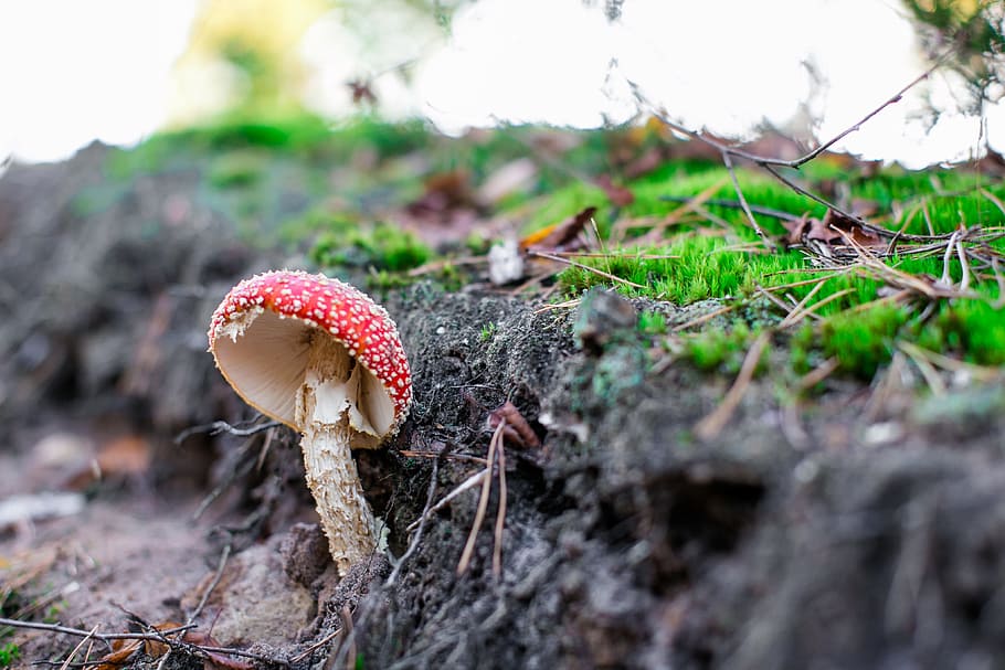 Fungus, Fall, Foam, Nature, green, vegetation, forest, under wood HD wallpaper