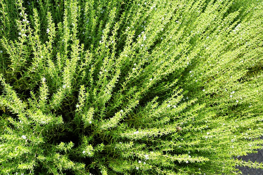 plant, leaf, nature, growth, summer, environment, grass, garden HD wallpaper