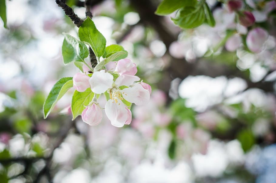 white flowers, spring flowers, flower tree, plant, flowering plant HD wallpaper