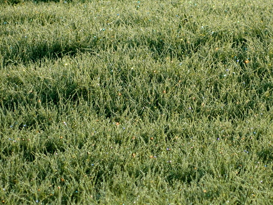 grass, leann, rosa, spark, sun, plant, growth, green color HD wallpaper