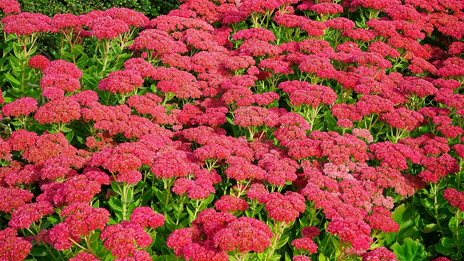 nature, flowers, garden, petals, beautiful, bloom, blooming, blossom HD wallpaper