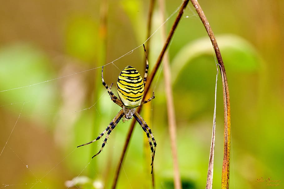 Spin, Tiger, Spider, Arthropods, Macro, tiger spider, close up HD wallpaper