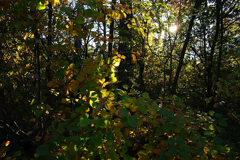 forest, walk, nature, trail, silence, relaxation, green, plant HD wallpaper