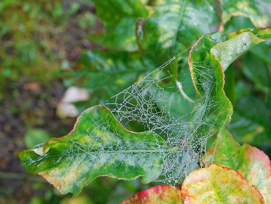 landscape, nature, tree, spider, web, leaves, autumn, colors HD wallpaper