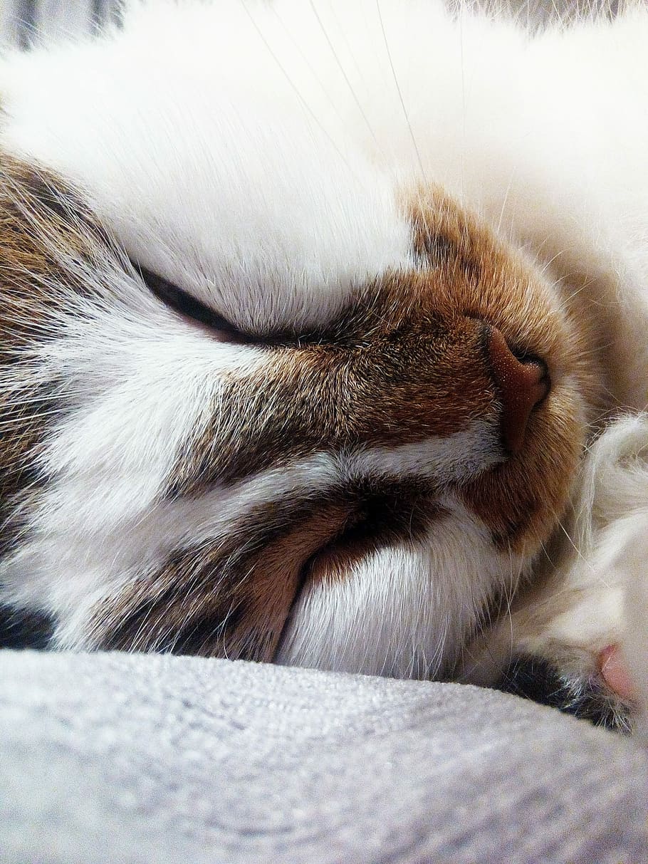 Sweet, Cute, Sleep, Adorable, sleeping, young, innocence, rest HD wallpaper
