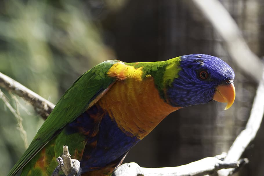 birds, colored feathers, nature, animal, animal themes, animal wildlife HD wallpaper