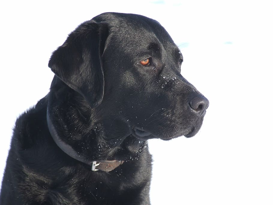 dog, pet, black, one animal, pets, canine, domestic animals HD wallpaper