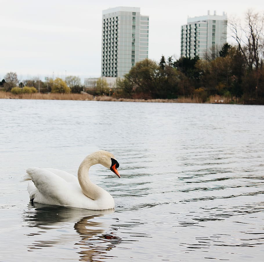 white swan in body of water at daytime, white swan on grey body of water near high rise building during daytime HD wallpaper