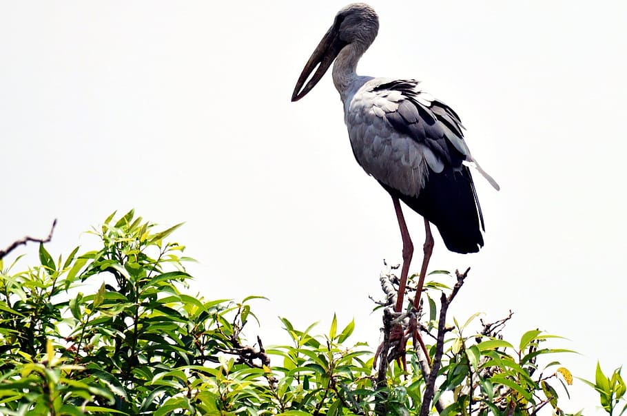 Crane, India, Bird, Fly, Wings, Feather, wildlife, beak, dom HD wallpaper