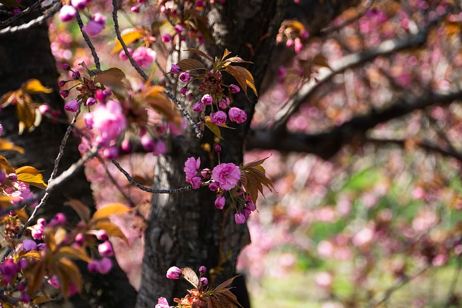 cherry, spring, flower, tree, nature, flora, season, flowering plant HD wallpaper