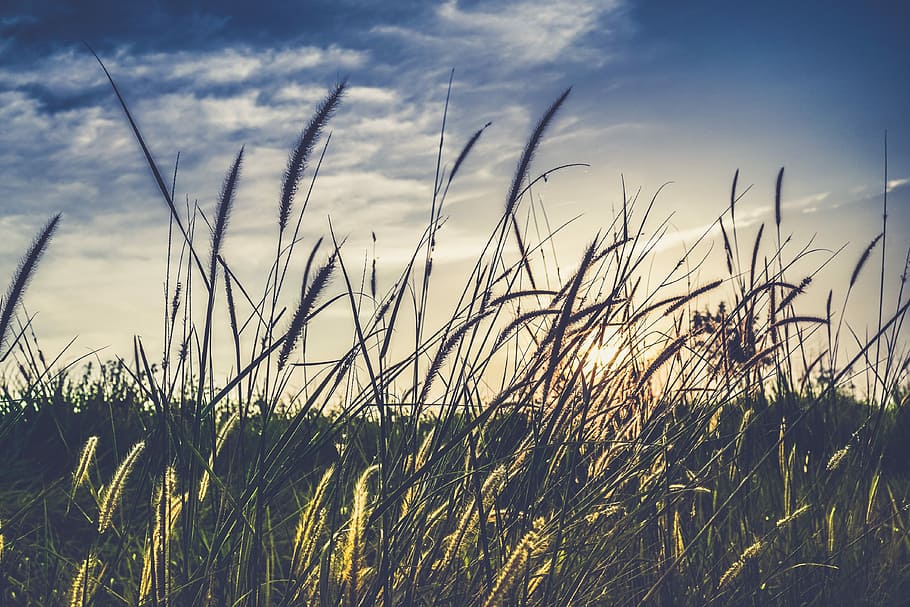 landscape photography of green grass field, green field under sky HD wallpaper