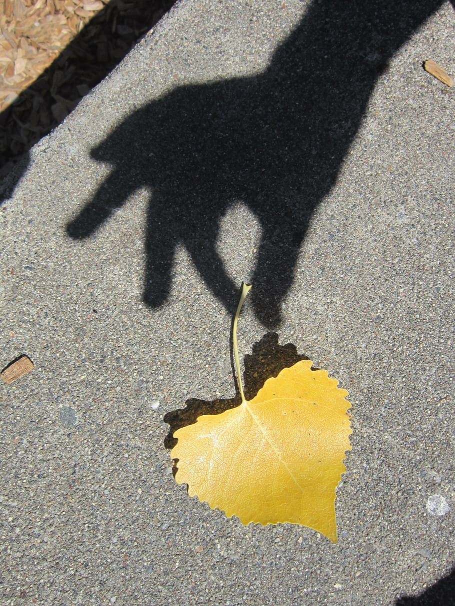 yellow leaf on floor trying to pick up by persons hand shadow photography HD wallpaper