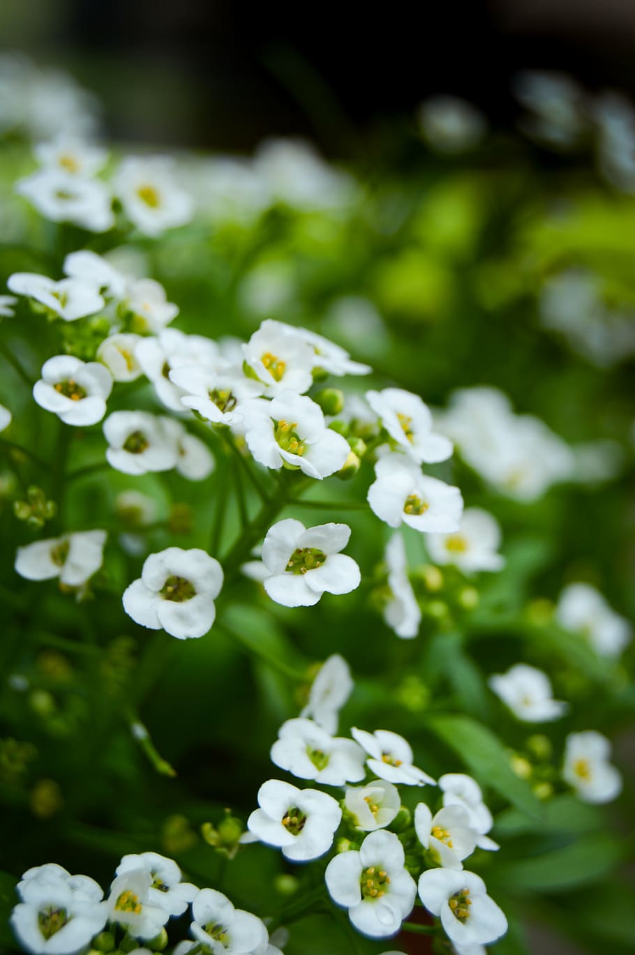 flowers, white, small, green, summer, plant, ground cover, macro HD wallpaper