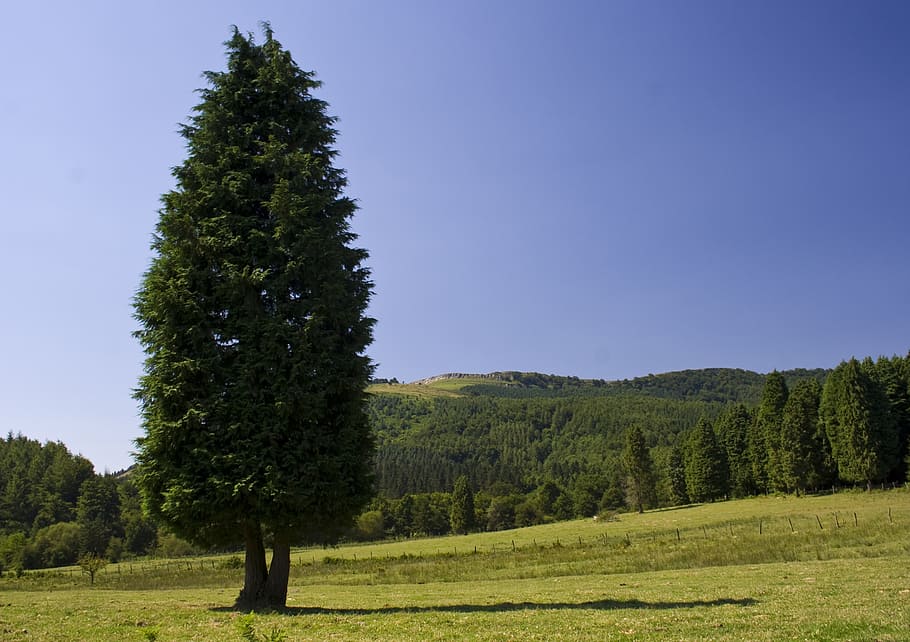 tree, landscape, prato, coniferous tree, nature, plant, green color HD wallpaper