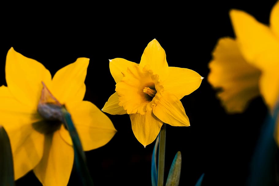 nature, flower, bright, leaf, plant, osterglocken, yellow flowers HD wallpaper