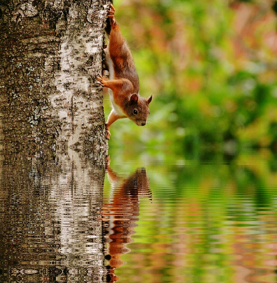 shallow focus photography of red squirrel on tree looking into water HD wallpaper
