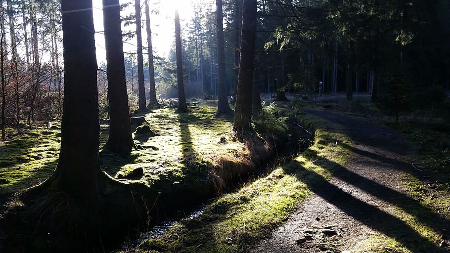 Forest, Walk, Nature, Hiking, Altenau, bach, tree, woodland HD wallpaper