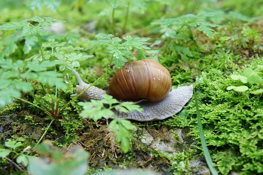 Snail, Animal, Shell, Nature, green, crawl, slowly, one animal HD wallpaper