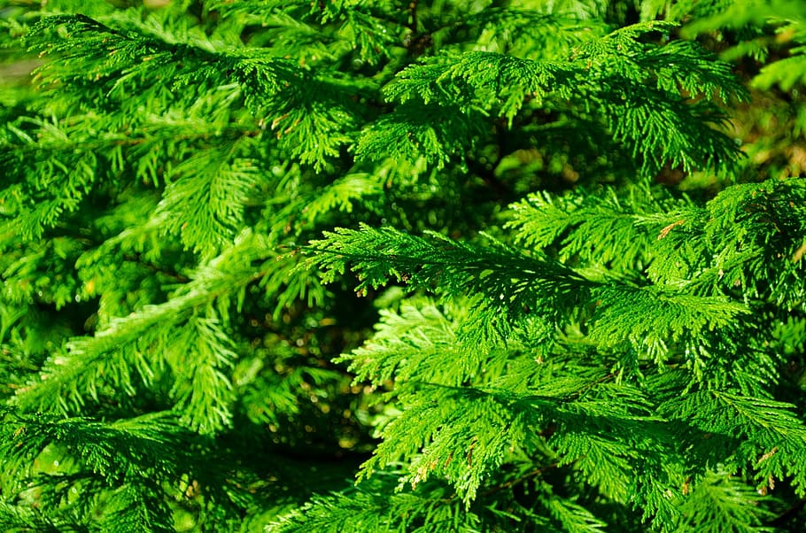 twig, twigs, branch, branches, tree, green, background, natural HD wallpaper