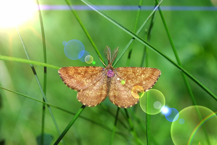 butterfly, moth, grass, insect, summer, plant, flower, flowering plant HD wallpaper