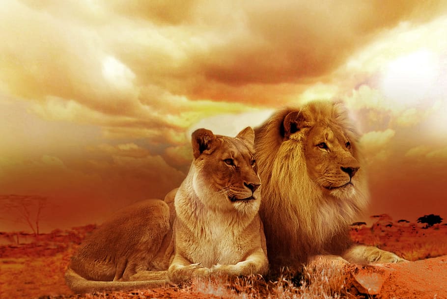 lion and lioness sepia photo, safari, africa, landscape, steppe