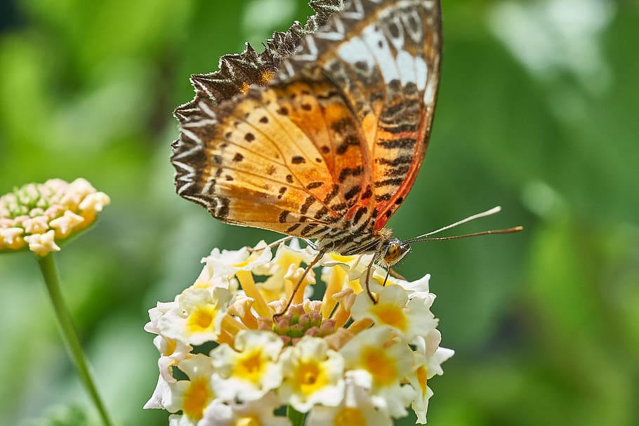 butterfly, nature, insect, animal, close, flower, summer, spring, HD wallpaper