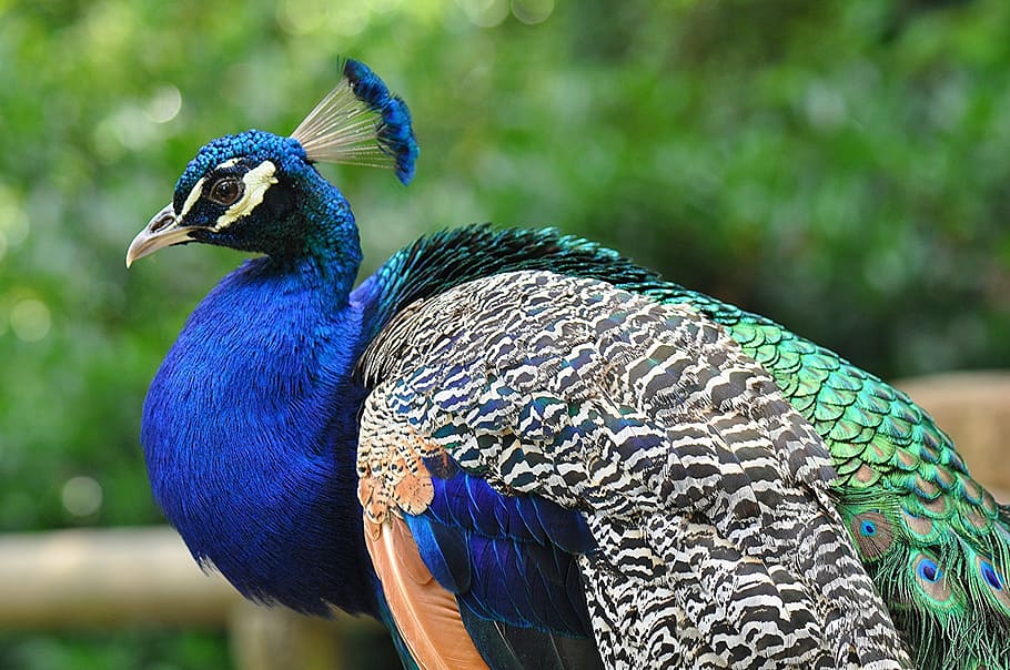 selective photography of peafowl, peacock, profile, feather, color, HD wallpaper
