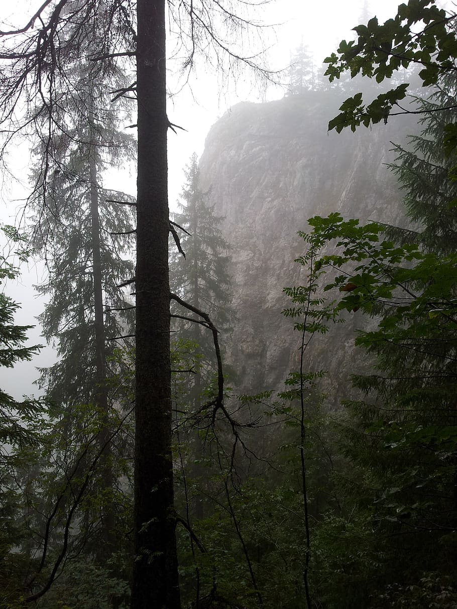 fog, forest, mountains, trees, nature, misty, dark, mystery HD wallpaper