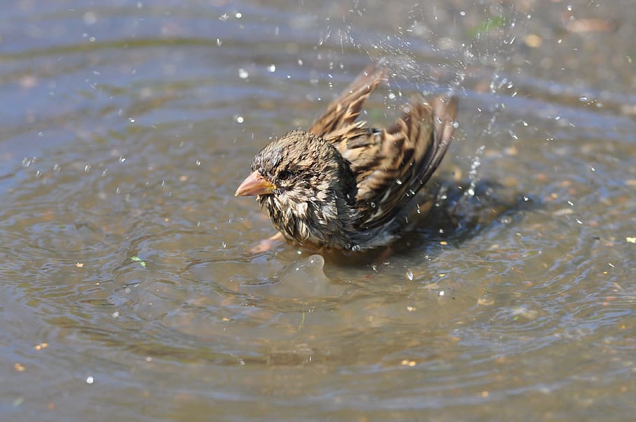 Sparrow, Bathing, Water, Brown, Nature, bird, animal, feather HD wallpaper