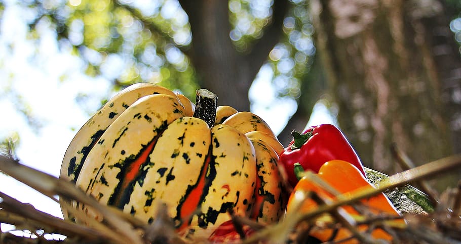 white and red pumpkin near two red and orange bell peppers, thanksgiving, HD wallpaper
