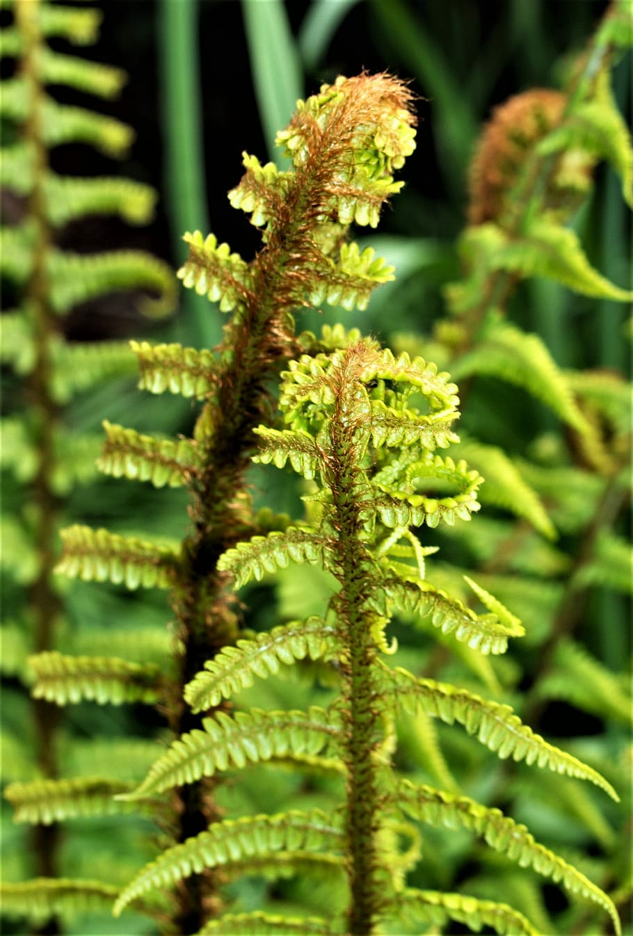 flora, leaf, nature, fern, desktop, growth, frond, plant, green color HD wallpaper