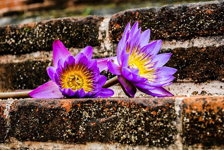 waterlily, flower, sri lanka, purple, petal, fragility, flower head, HD wallpaper