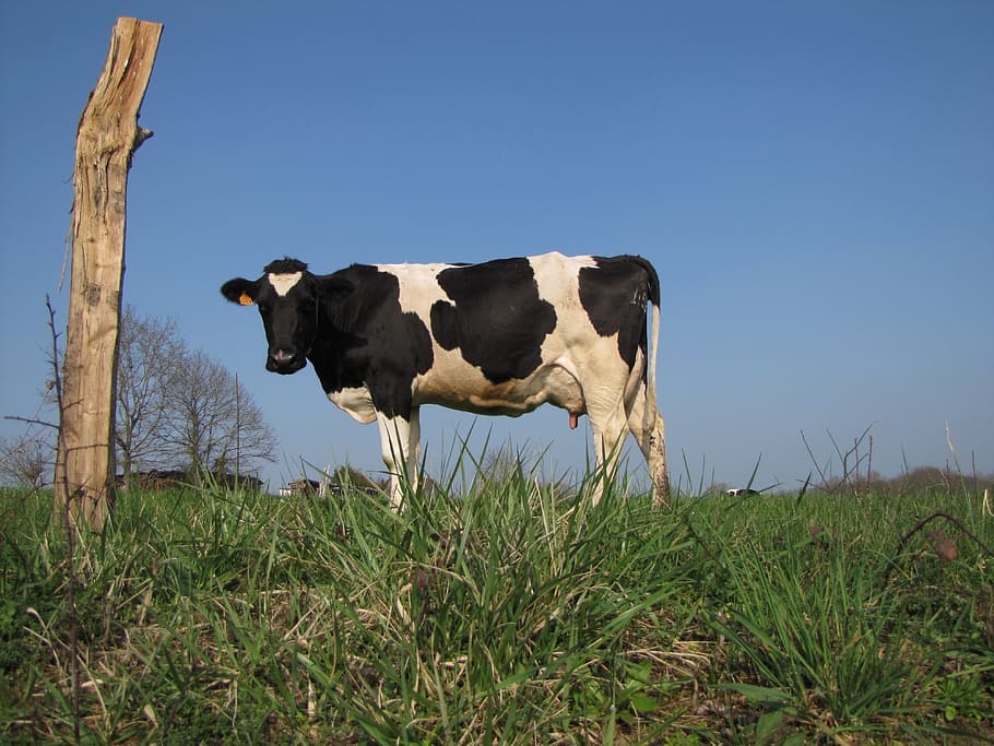 white and black cow standing on grass, Field, Normande, cattle HD wallpaper