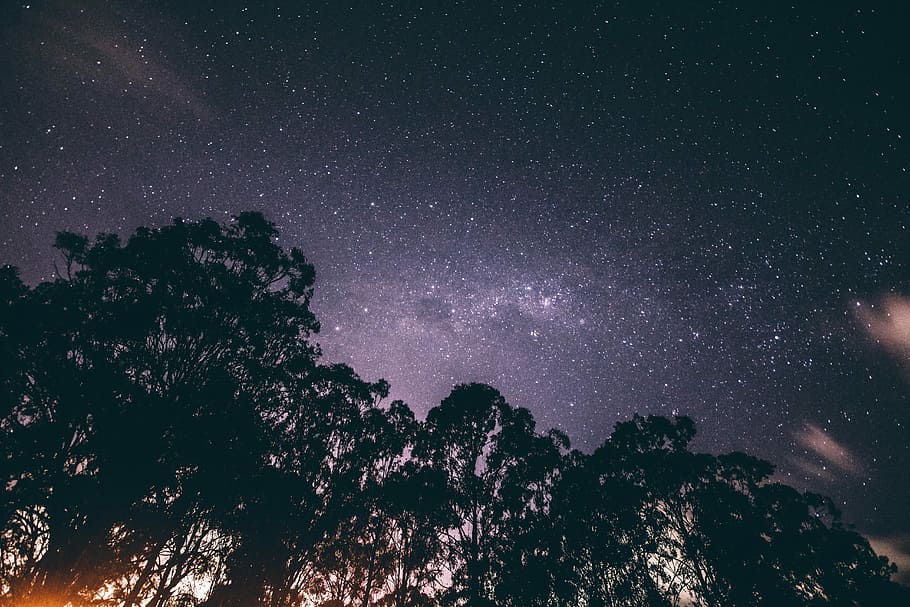silhouette of trees at nighttime, silhouette of trees during night HD wallpaper