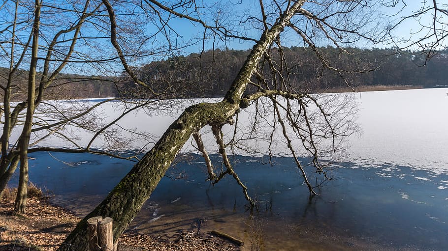 tree, nature, waters, winter, wood, ice, frozen, lake, bare tree HD wallpaper