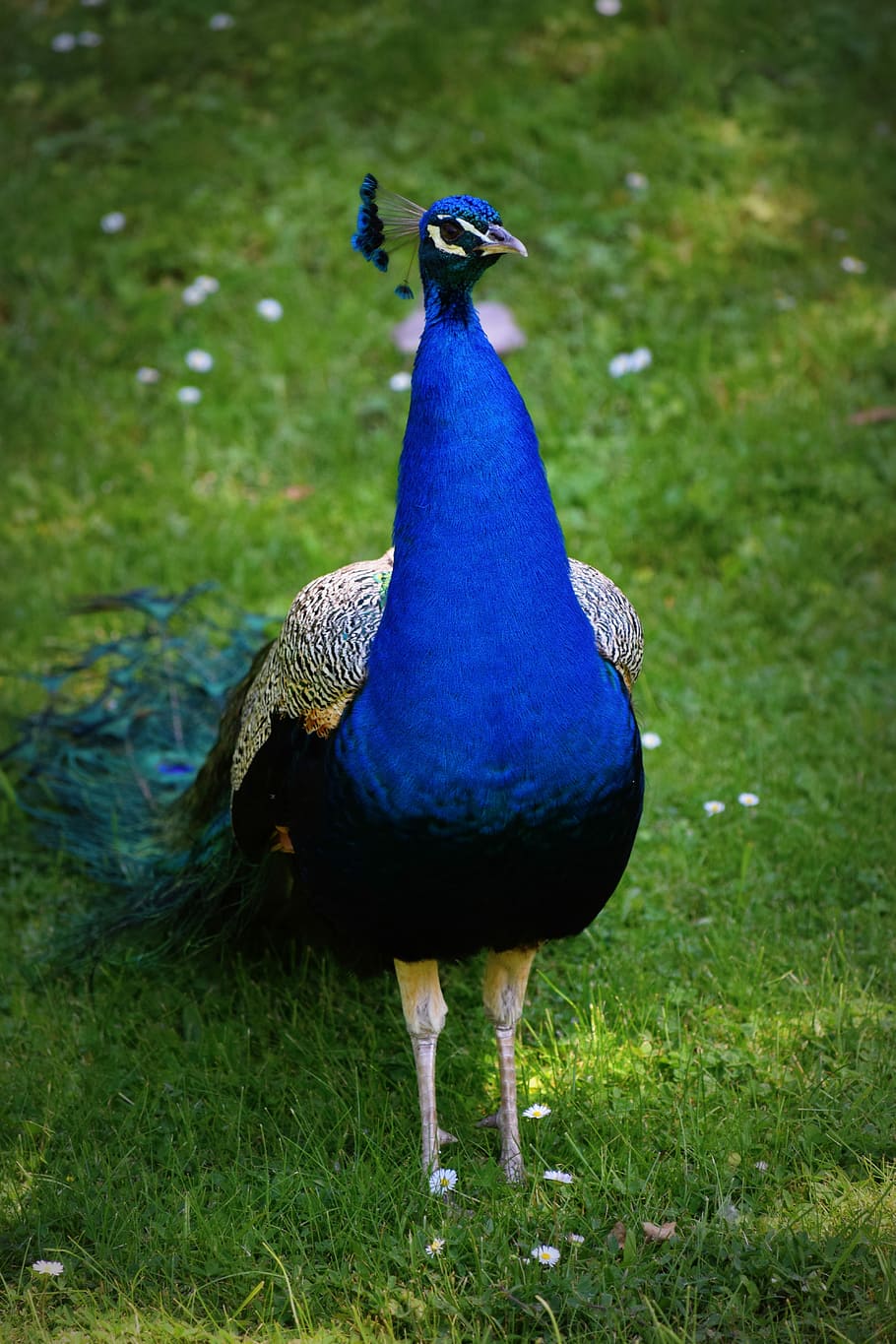 Bird, Peacock, Color, animal themes, peacock feather, one animal HD wallpaper