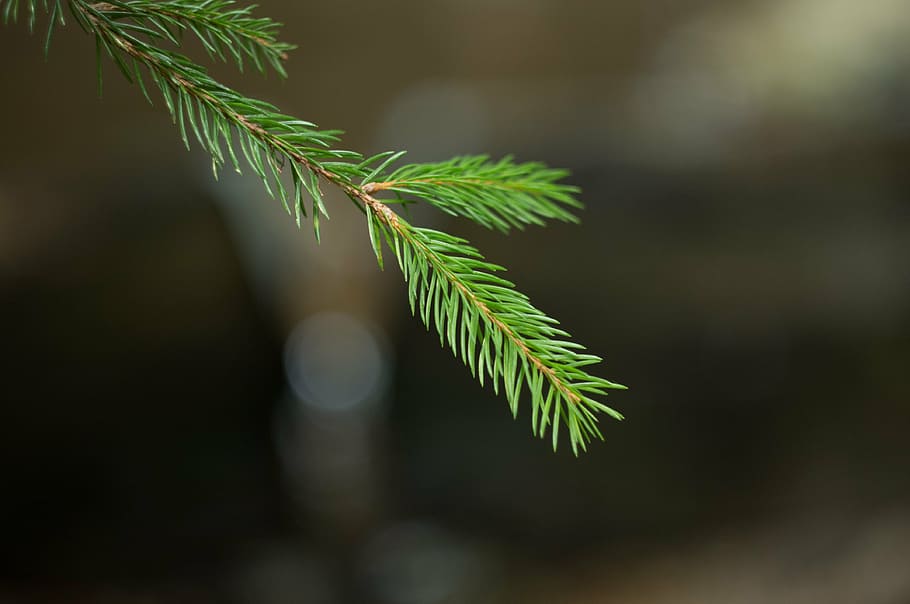 spruce, forest, needles, coniferous, branches, plant, leaf HD wallpaper